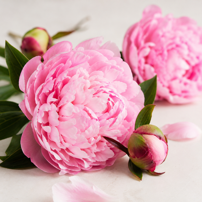 Pivoine